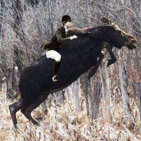 sprucemoose